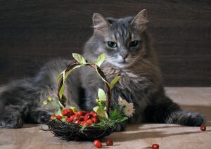 Кошка и земляника