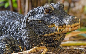 Китайский аллигатор