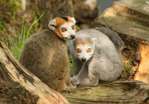 Глазастые лемуры