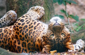 Бенгальский ягуар