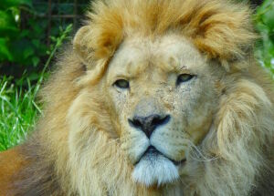 Суровый лев