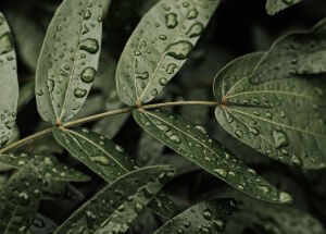 Темно-зеленые листья в каплях