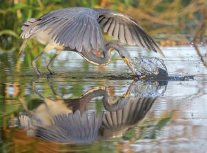 Большая голубая цапля