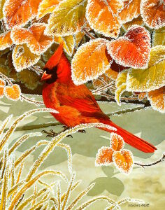 Северный кардинал