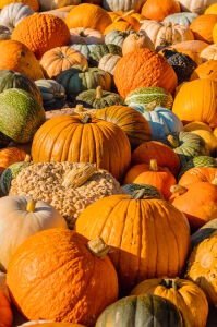 Осенние тыквы
