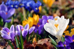 Яркий шафран