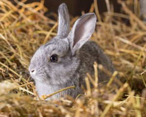 Кролик в сене