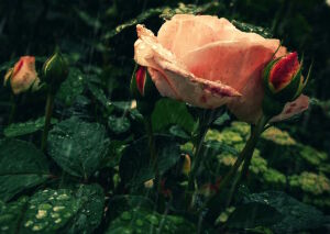 Роза под дождем