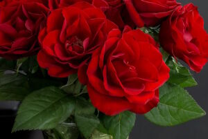 Розы пол скарлет