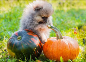 Вольфшпиц и тыквы