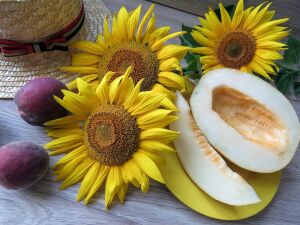 Дыня и подсолнухи