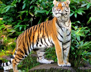 Любопытный тигр