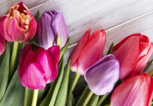 Тюльпаны ягодных цветов