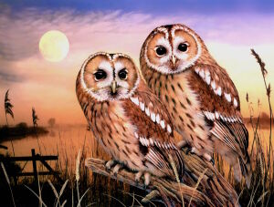 Совы под луной