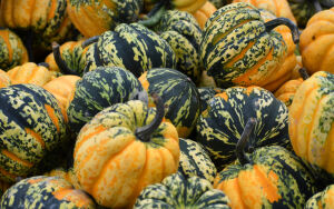 Тыква мускатная