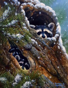 Еноты спрятались