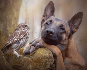 Сова с собакой