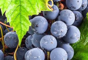 Польза винограда