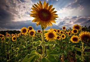 Высокий подсолнух