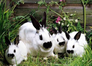 Кролики-бабочки
