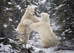 Танец белых медведей