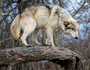 Испуганный волк