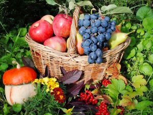 Плодовитый август