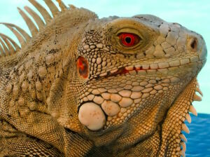 Бежевая игуана