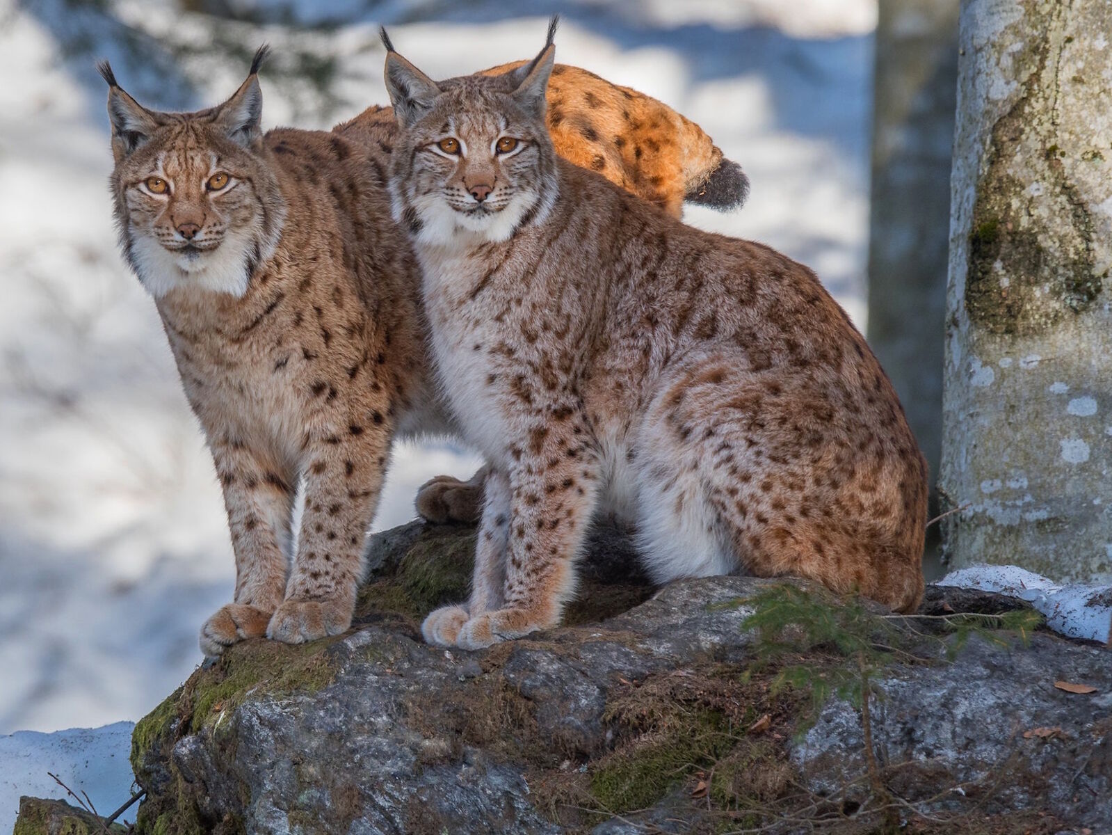 Кошки рыси