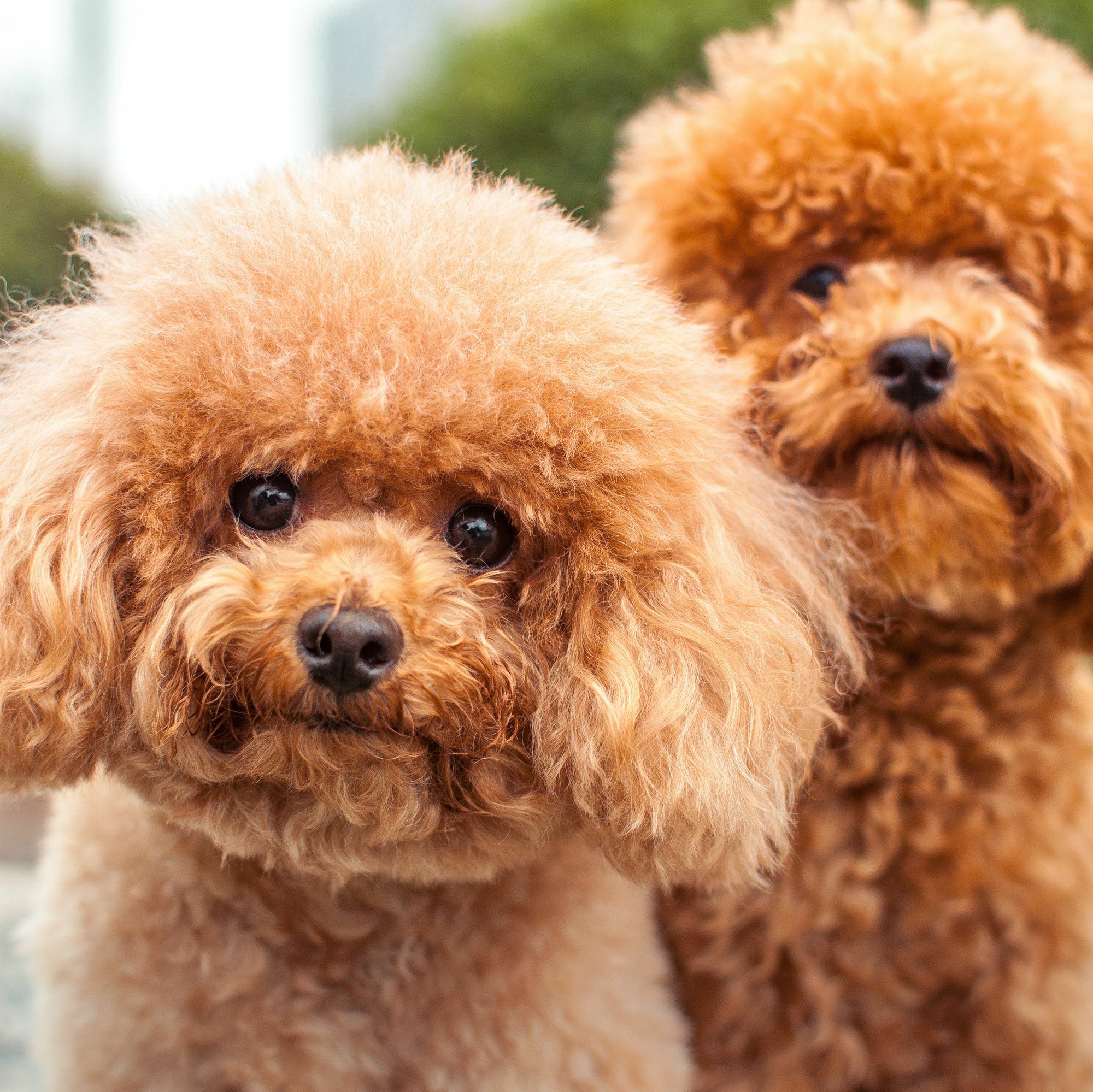 Коричневый пудель