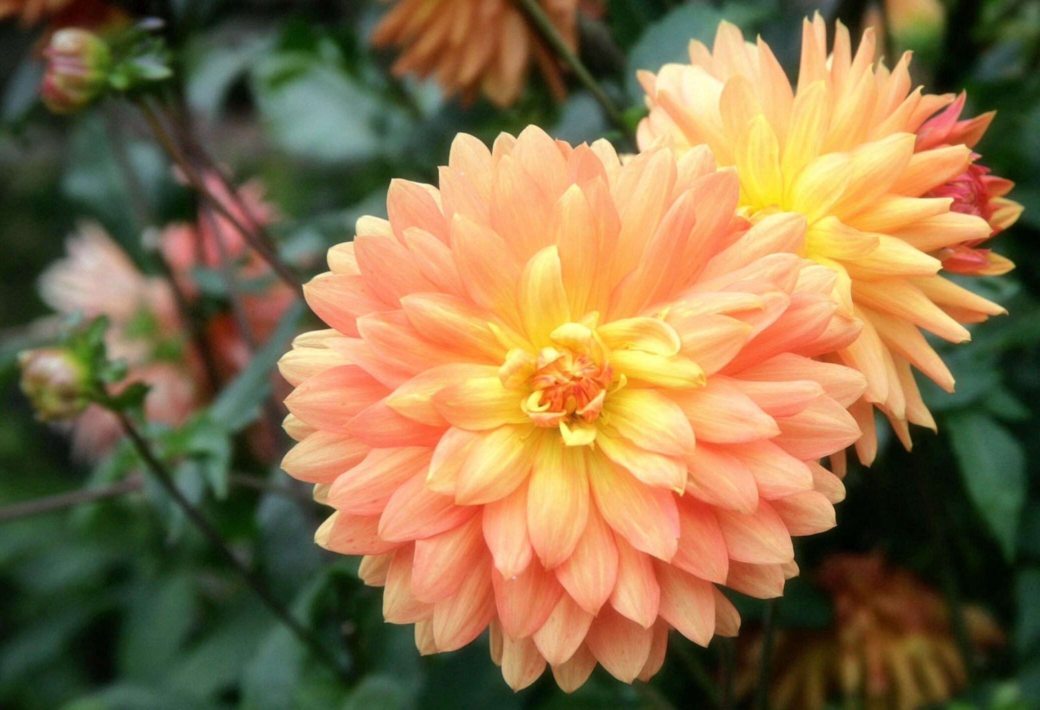 Светло-оранжевые георгины