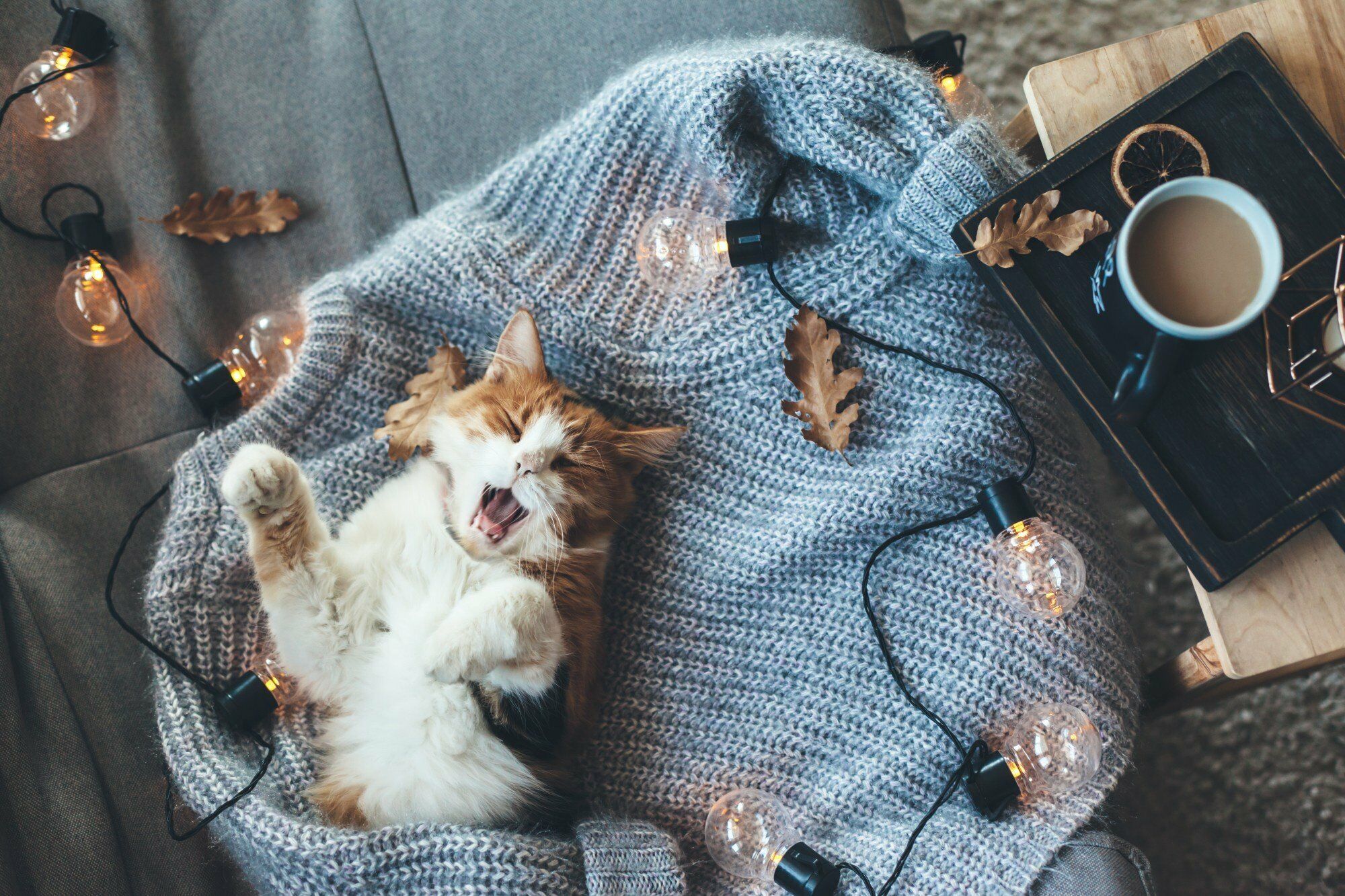 Кот на свитере