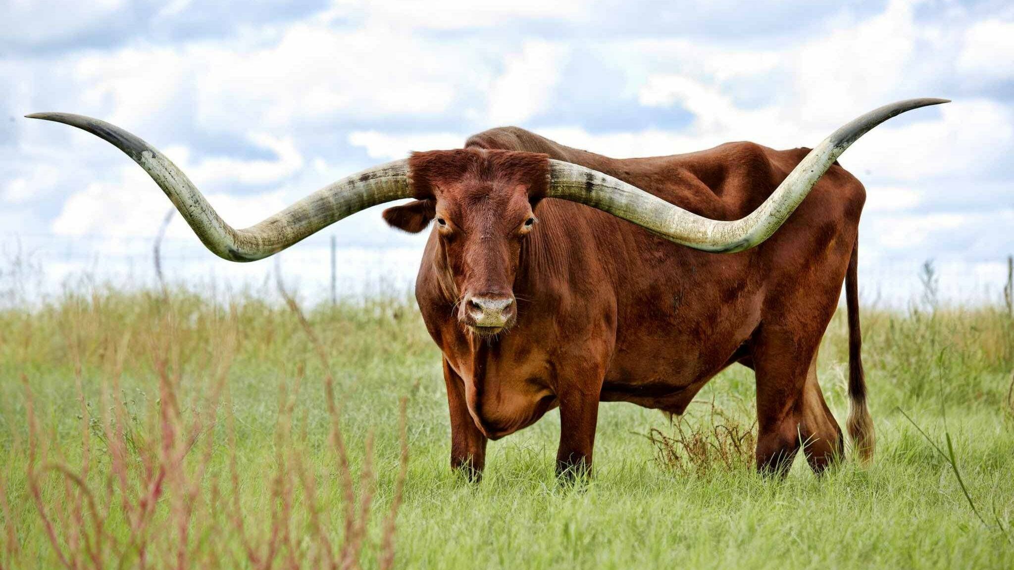 Техасский лонгхорн