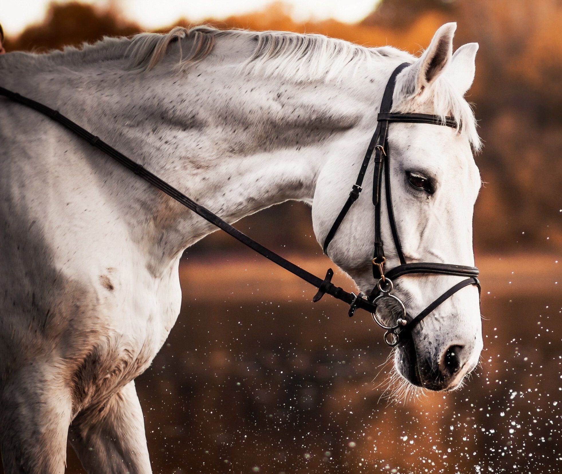 Белая лошадка