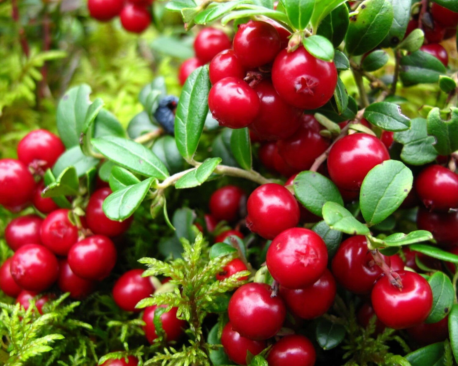 Северная ягода