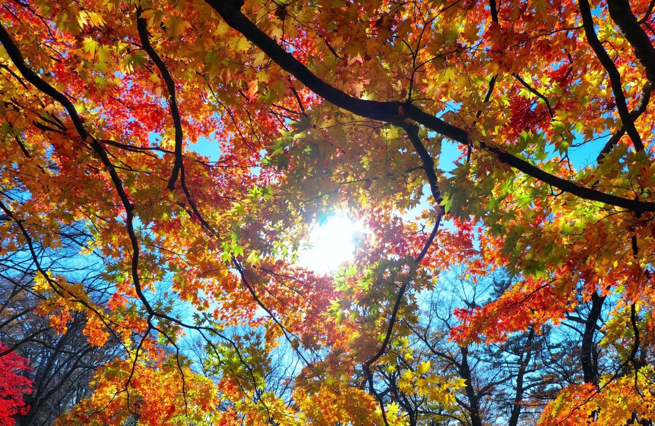 Солнце в листве