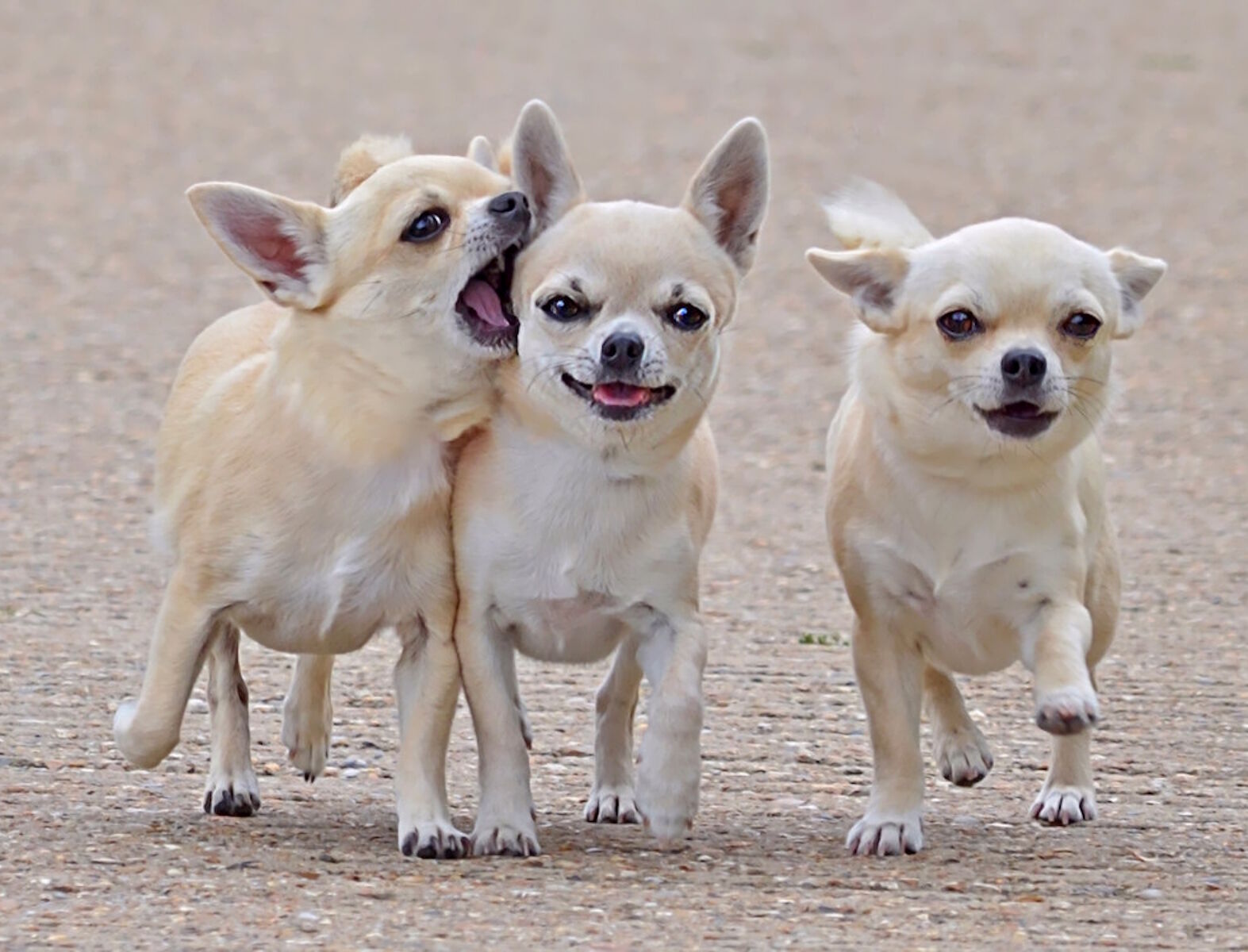 Три задорных щенка