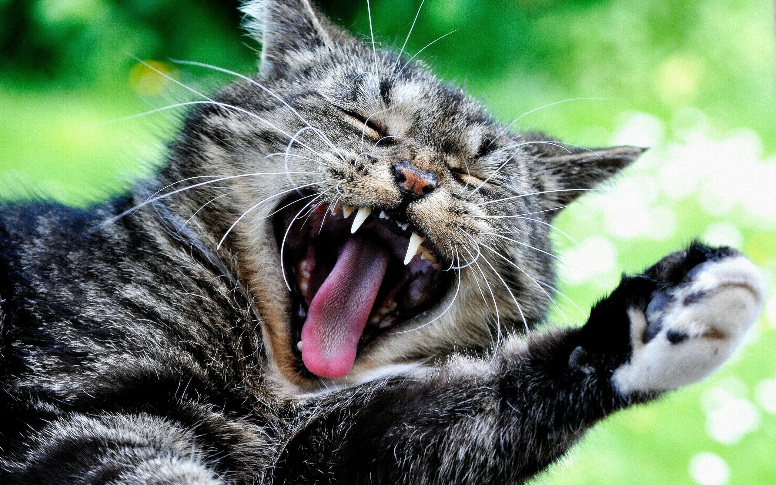 Зевающий кот