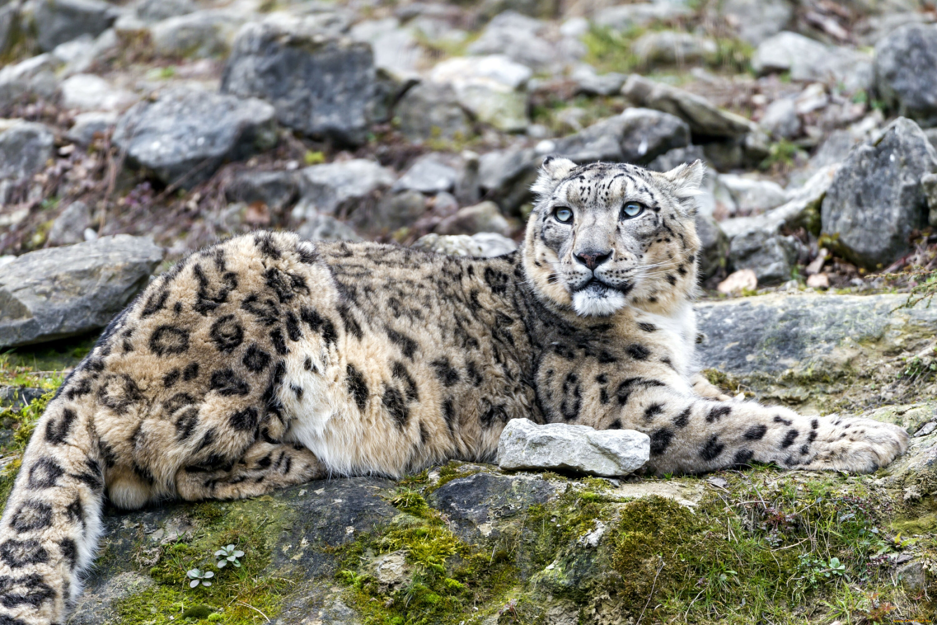 Снежный барс