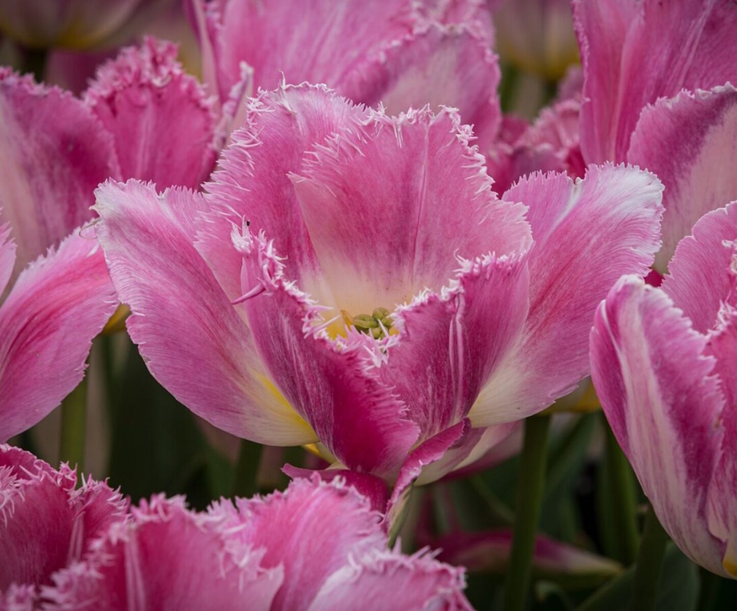 Мохнатые тюльпаны