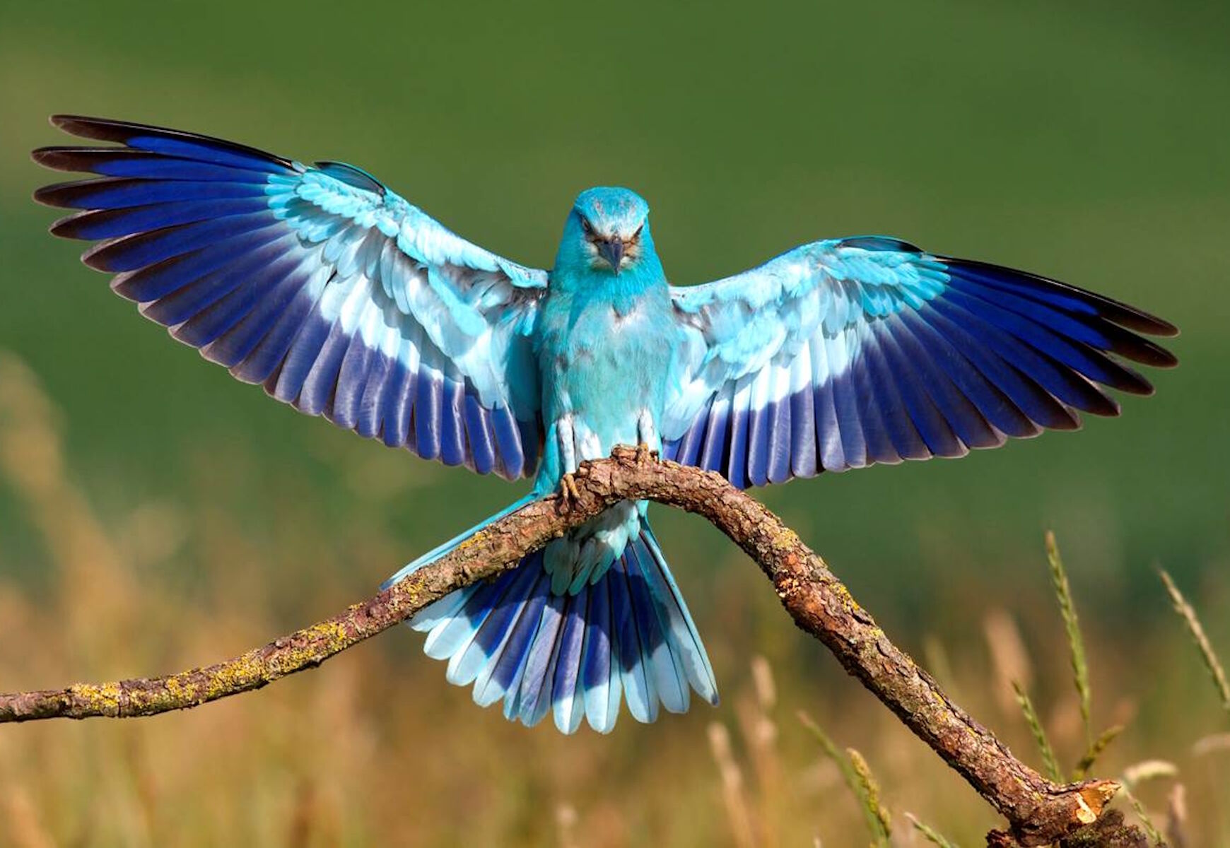 Синекрылка