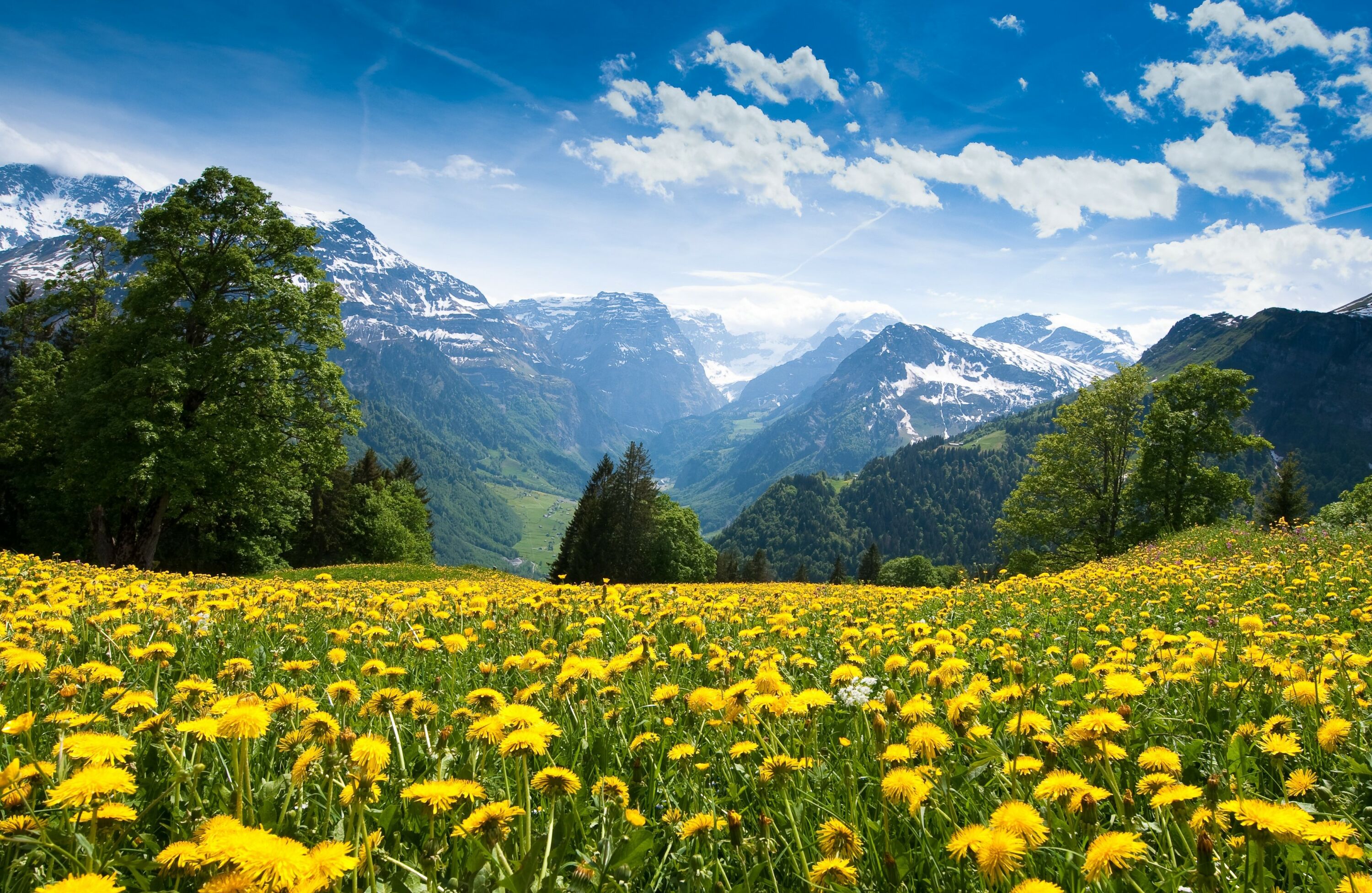 Одуванчики и горы