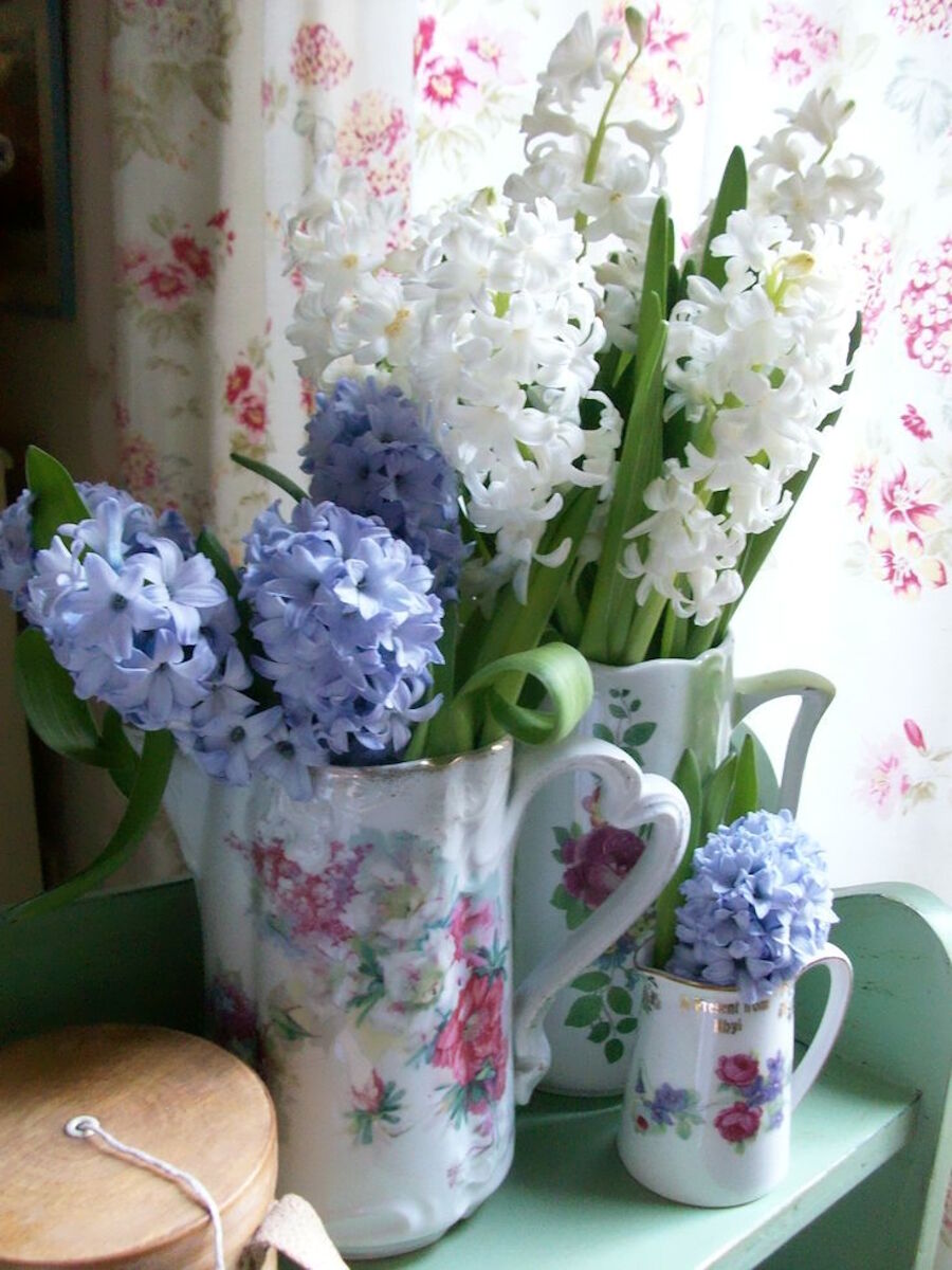 Гиацинты цветы в вазочках
