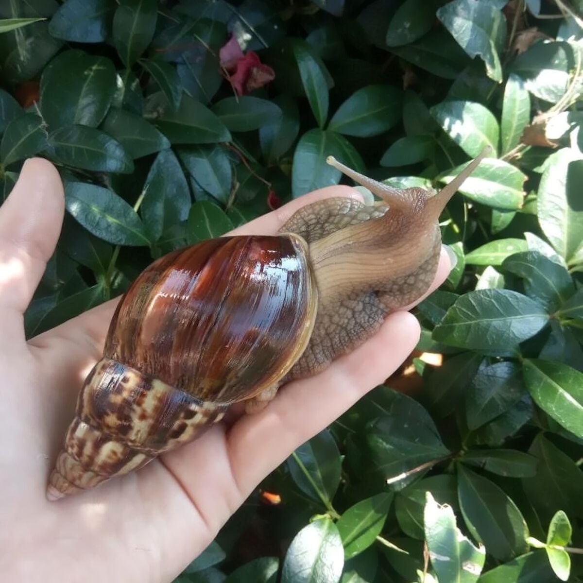 Ахатина фулика