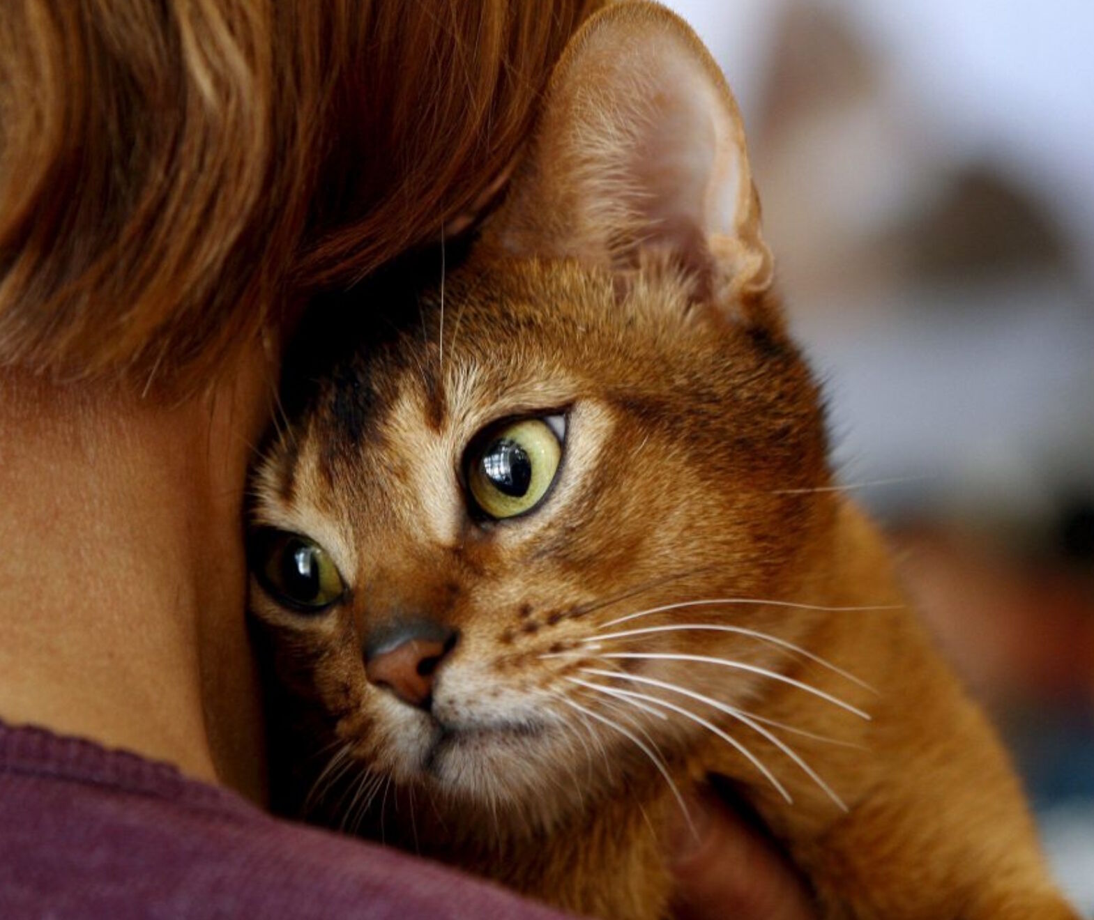 Кошка у хозяйки