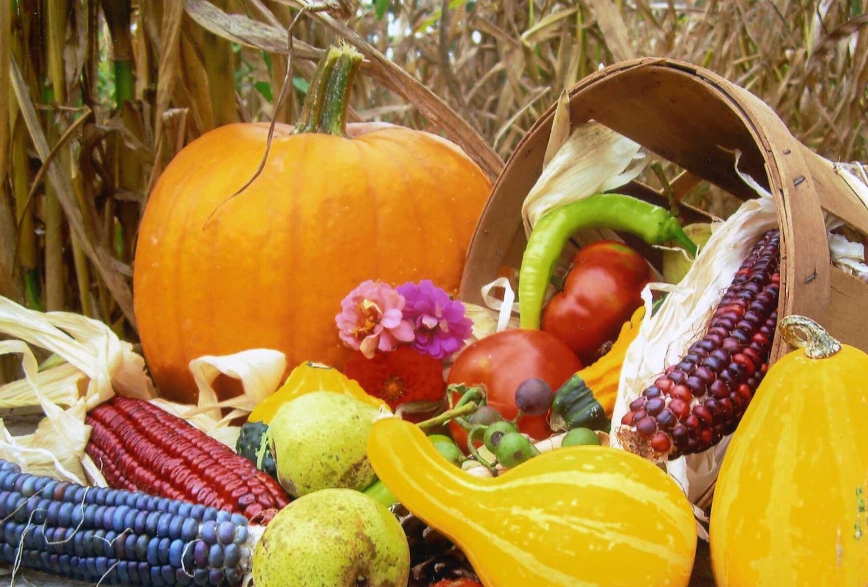 Тыковки и кукуруза