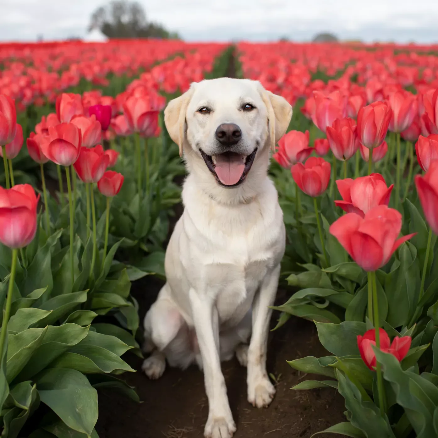 Собачка и тюльпаны
