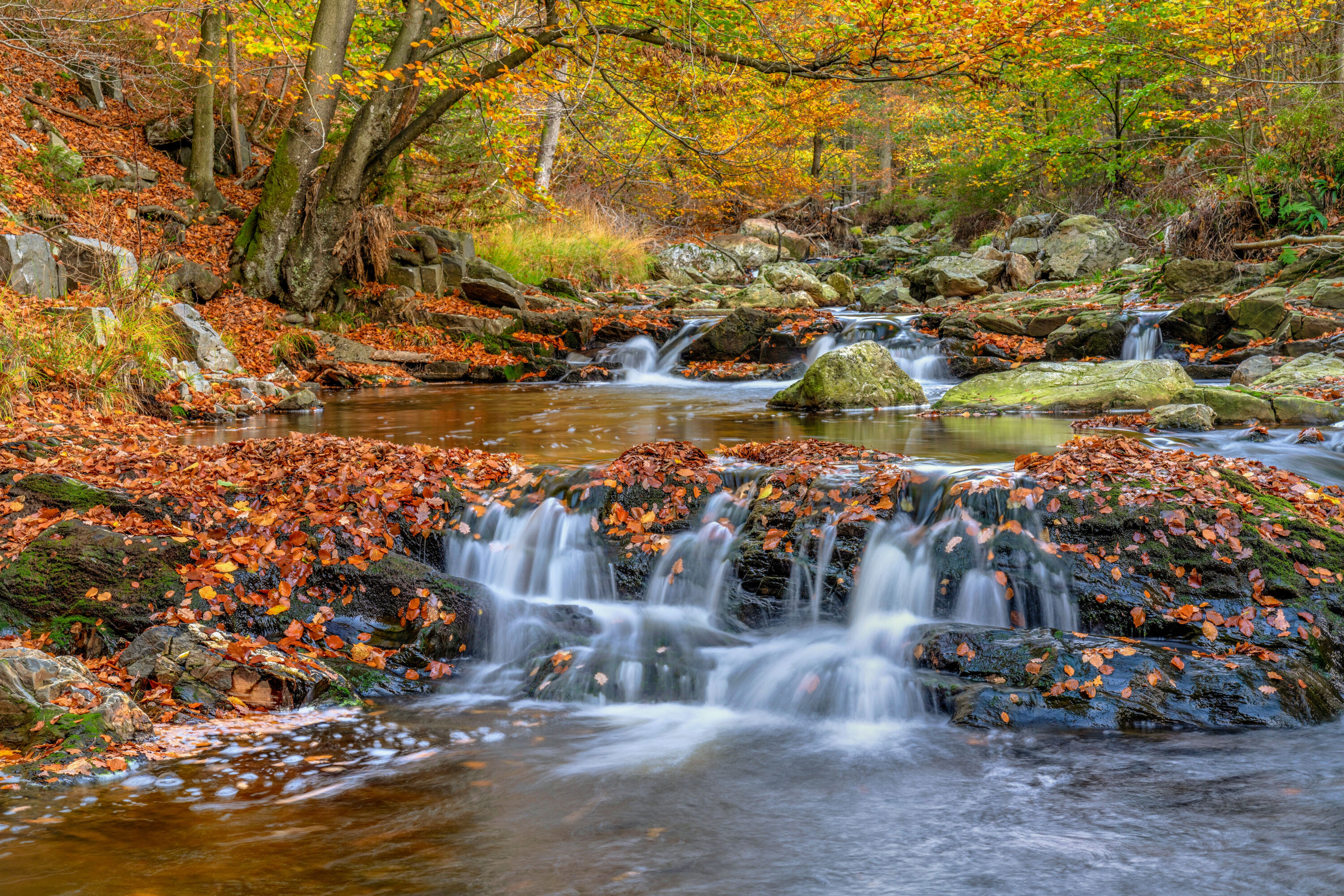 Лесная осеняя река