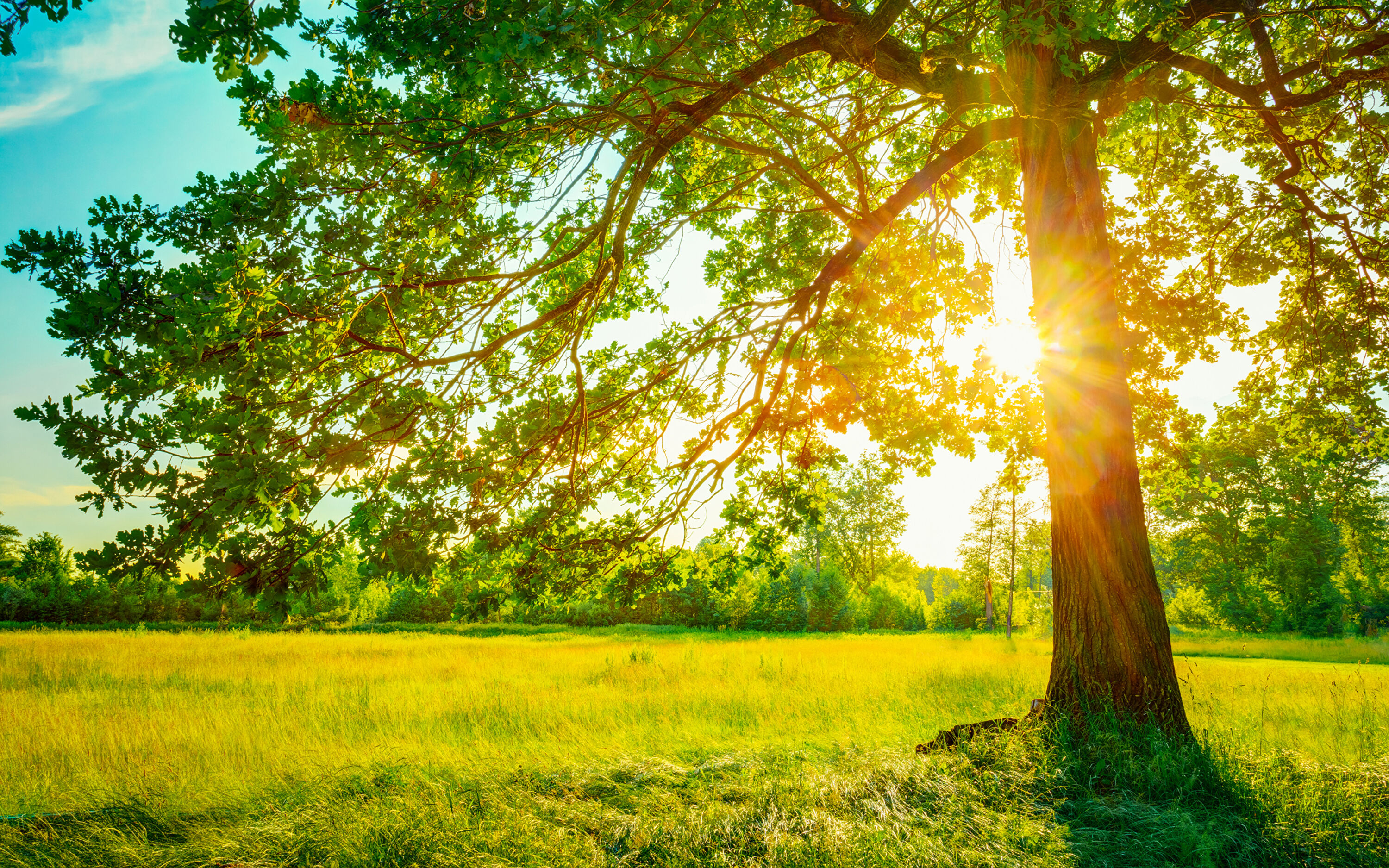 Летнее солнце