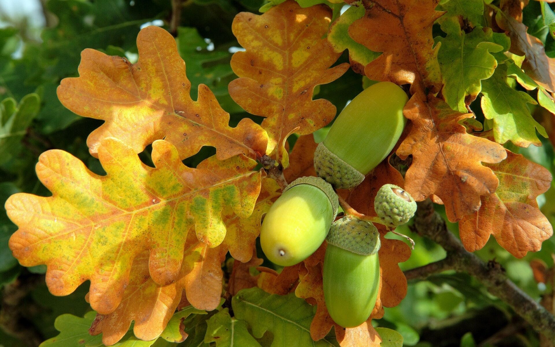 Желуди на дереве